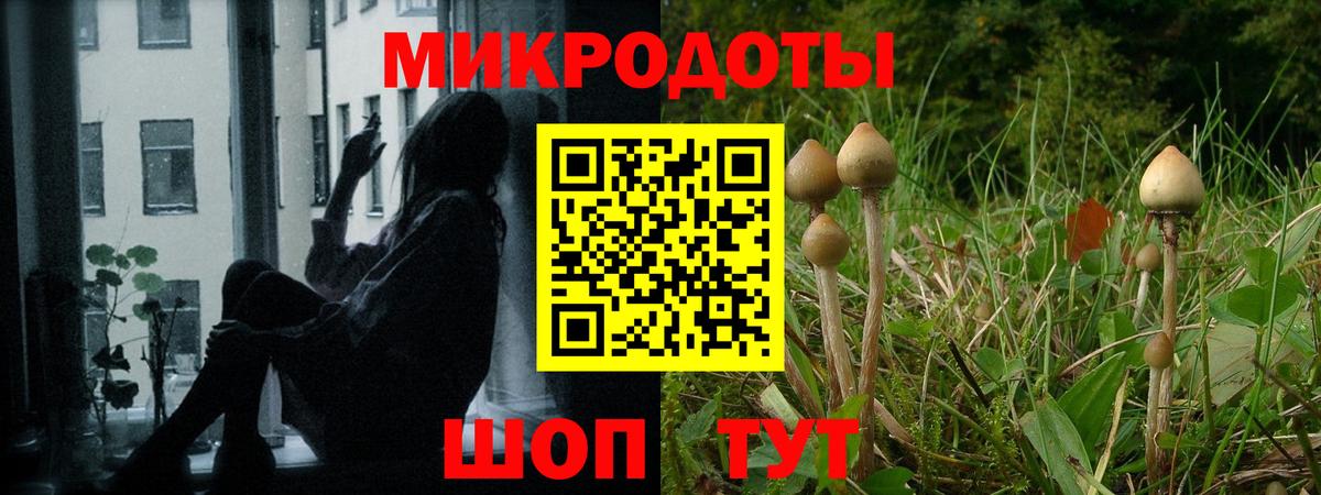 Галлюциногенные грибы Psilocybe Кисловодск
